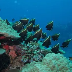 B.A.D. Scuba Inc.