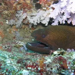 B.A.D. Scuba