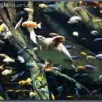 Georgia Aquarium