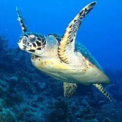 Sea Lab Diving