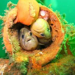 Seattle Dive Tours